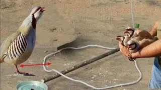 Partridge birds traping in  mauntain .chakor ka shikar . keklik avi . شکار کبک ШИКОР ИЛХОМ