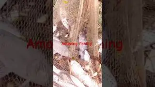 Amazing big fish catch by cast net #fishing #fish #trending #funny #fyp #shorts #short #shortvideo