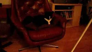 Kattene og st&oslash;vsugeren