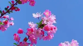 #听歌赏花看美景
