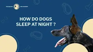 How Do Dogs Sleep at Night? | The Beacon Dog Academy