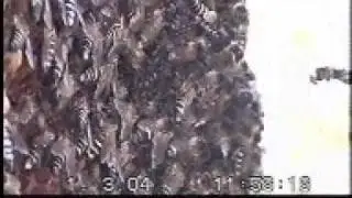 Comparison of Defense Body Movements of Apis laboriosa, Apis dorsata dorsata and Apis dorsata brevi