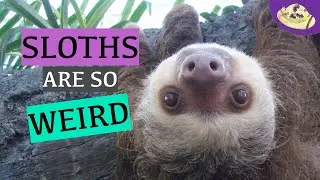 5 Weird Facts About Sloths | Why Do Sloths Go Slow? | Wild Animal Studies | Weird & Wonderful Animal
