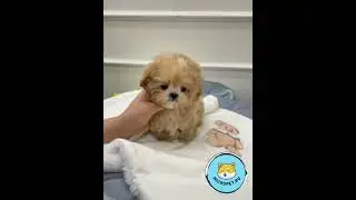 Тикап Мальтипу из Кореи на сайте www.micropet.ru