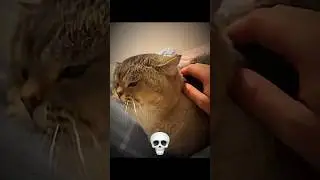 Cats can't have emotions ☠️
