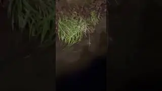 ein Fischotter beim schwimmen im Bach entdeckt! schaut bis zum Schluss 😂