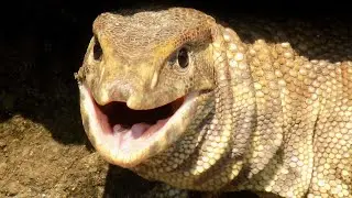 Beautiful & Dangerous Indian Monitor Lizard | Heat Choked | Wildlife India