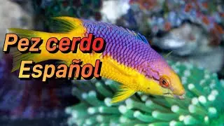 Bodianus rufus pez cerdo espa&ntilde;ol 