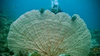 GIANT SEA FAN CORAL - PAPUA NEW GUINEA