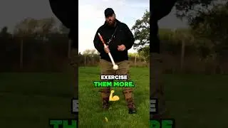 Exercising Your Dog Can Change Their Behaviour
