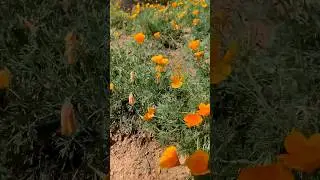 ВЕСНА В ЧИЛИЙСКИХ АНДАХ #поход #горы #треккинг #Eschscholzia #цветы #нора #природа #Анды #Чили
