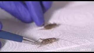 Farming crickets in North Carolina | Sci NC