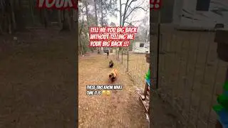 Man these girls are fast ! #pig #cuteanimals #yummyfood #farmlife  #farmlife #homestead #viralshorts