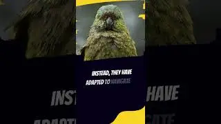 Kakapo: Flightless Marvels! 🌿🦜  #animals #animalfacts #viral