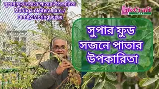 Benefits of super food sajane leaves/Moringa oleifera Lam./F-Moringaceae #plants #superfood #life...