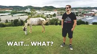 Found A Zebra In Vietnam?! Strawberry Farms of Da Lat