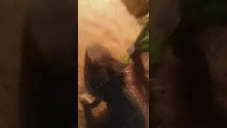 Feeding pet and showcase of it enclosure
