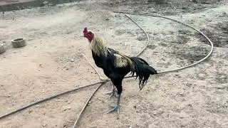 my farm update rooster 
