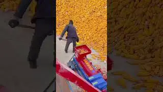 the process of grinding corn using a machine#shorts #trending #youtubeshorts #viral