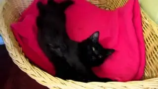 Espresso BC SPCA Shuswap Branch Kitten