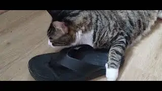 Lord Alfred Christopher Wellington the 3rd  the Cat is Angry at my Flip Flops