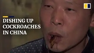 Cockroaches a cash cow for Chinese farmer who breeds them for food and medicine