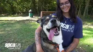 Ranger is adoptable from spcaLA Long Beach!