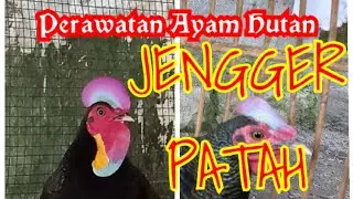 Cara menyembuhķan Jengger patah Ayam hutan