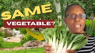 “Pop Choy in Jamaica | Bok Choy in Florida — Same Vegetable, Different Name”