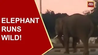 Terror In Karnataka: Elephant Runs Wild in Karnataka After Bee Attack | India Today News