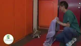 Correctly Containing A Loose Cat