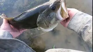 Big Bass at Jap Beaver Lake, Waurika OK