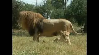 350kg massive lion