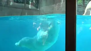 Polar Bear Playing in Water At Philly Zoo