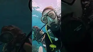 Adopt a Coral and become a coral planters #adoptacoral #coralconservation #scubadiving #coral #short