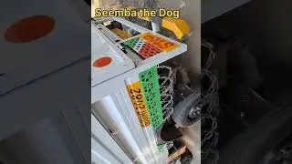 Main Koi Aisa Geet Hoon 🎶❤️ | Seemba The Dog Emotional Short #SeembaTheDog #DogLove #DogShorts