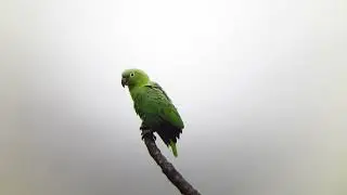 Amazona farinosa