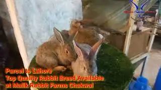 Flemish Parcel to Lahore ||Quality Breed at Malik Rabbit Farms Chakwal || Rabbit Farming in Pakistan