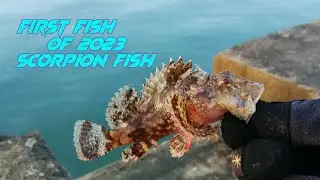 scorpion fish for 2023 first catch. #fishing #sharkyreel #viral #sougayilang