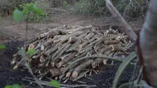 Charcoal Burning Process.