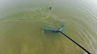 Le carpe dei Laghi Frasca Frascarolo.....#pesca #pellet #lago #feeder #galleggiante