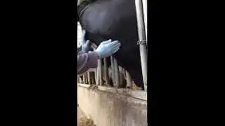 How to collect a bovine blood sample through jugular venipunture