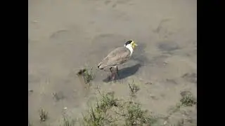 Masked Lapwing, Vanellus miles, Cairns, Qld, Australia, 7 Oct 2010 (1/2)