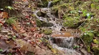 Small Stream with Gentle Sound of Running Water / Relaxing Water Sound 1 Hour