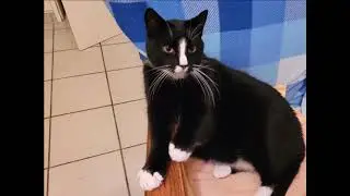 мой кот