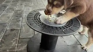 Burly puppy dog eating