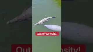 Do Crocodiles Eat Manatees??? #shorts