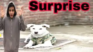Surprise Visit At Cousin Home🥰| Enzo Ki Entry | AAA Pets House 🏡 