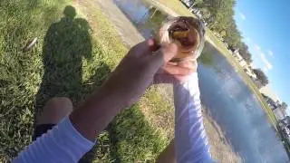 Pondhopping for Bass