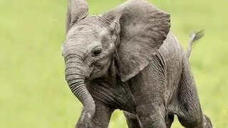Elephants playing soccer in Thailand... football is passion